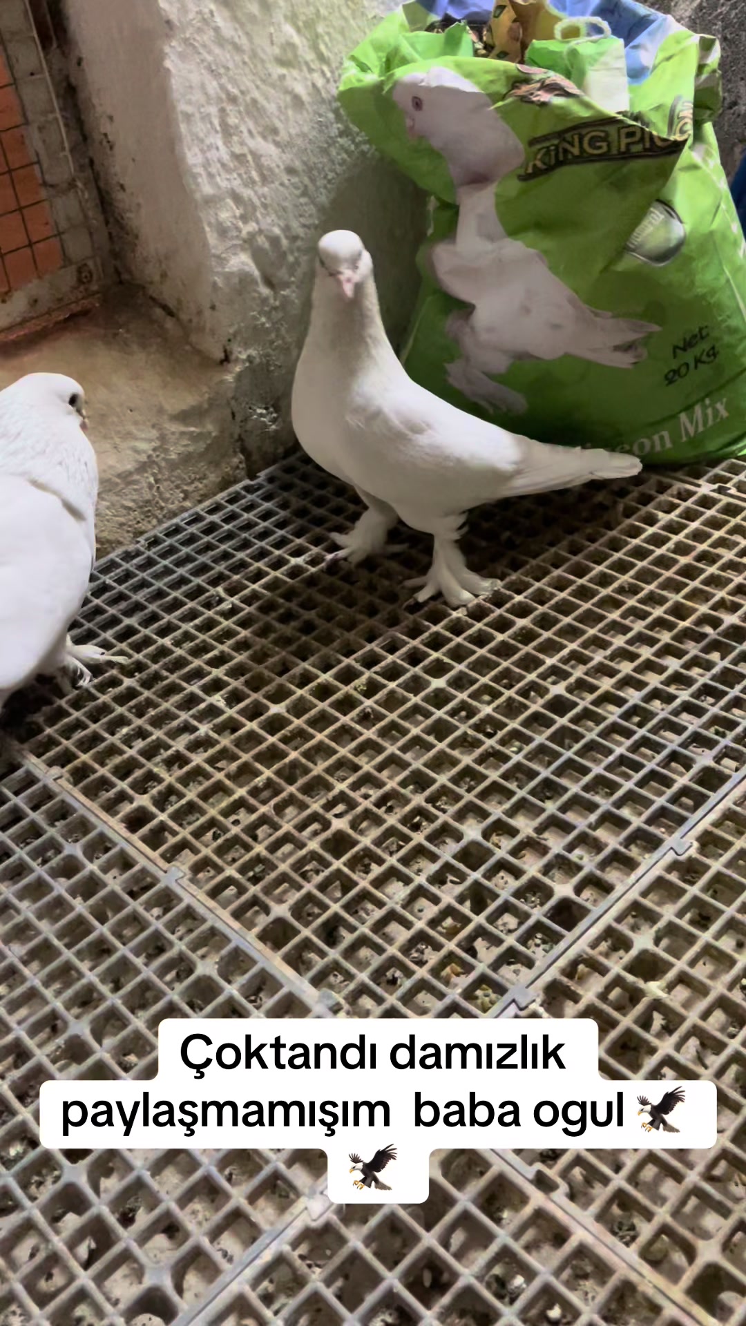 @47 argeş