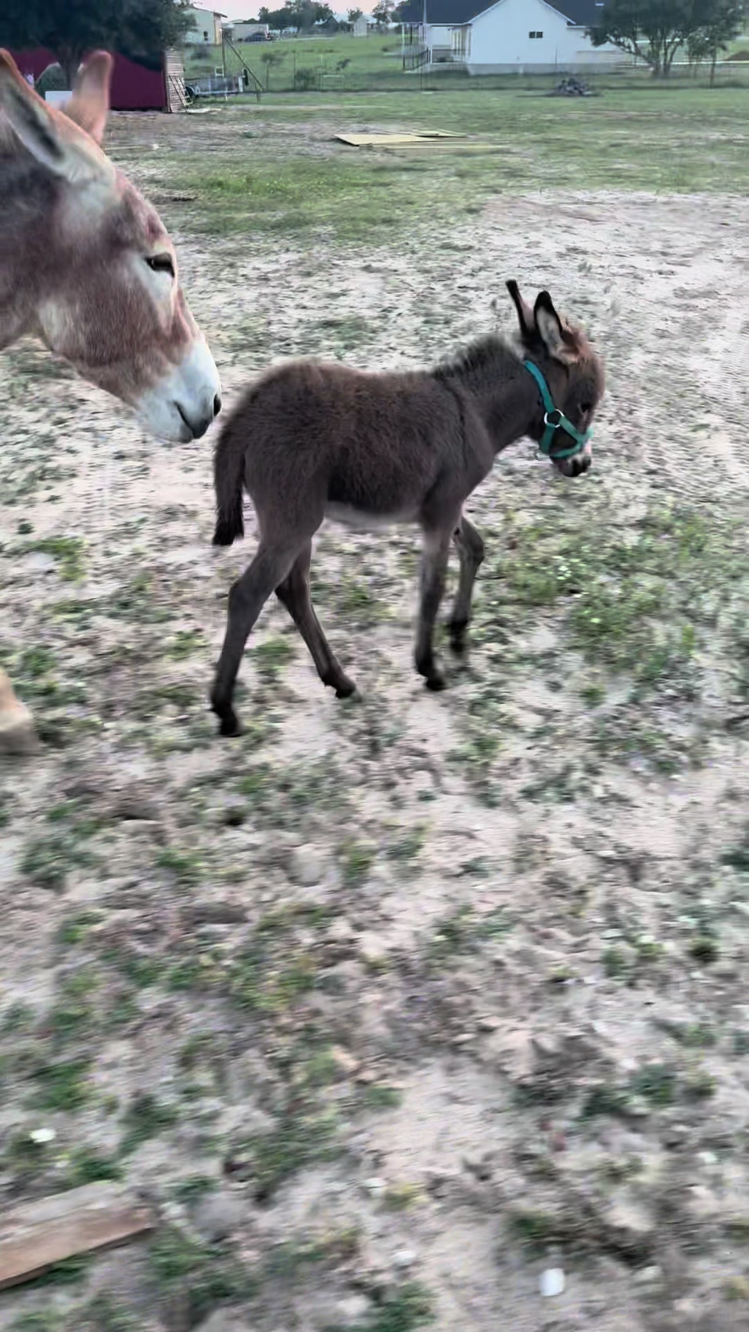 @truetexan19