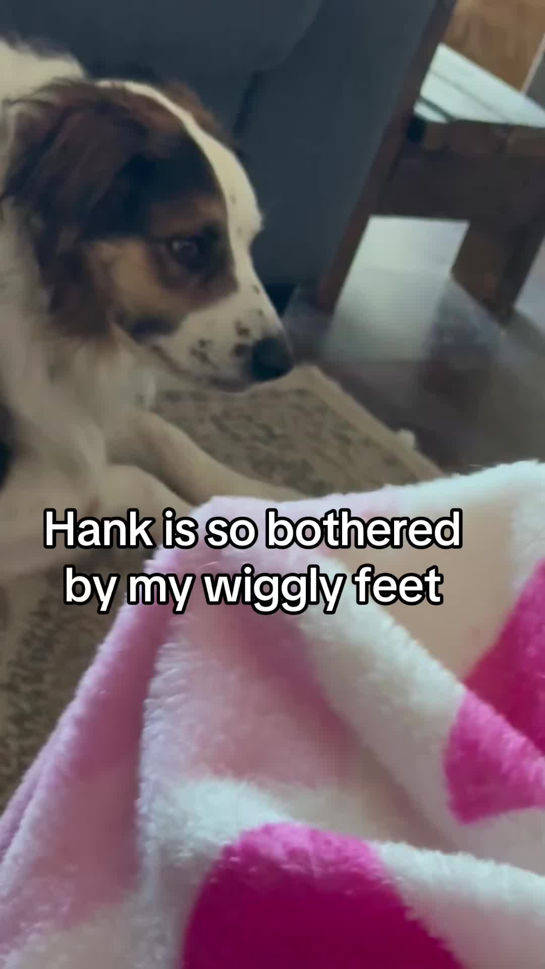 @hankanddollyrescuedogs