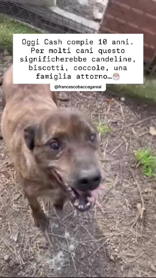 @francescobaccegareal