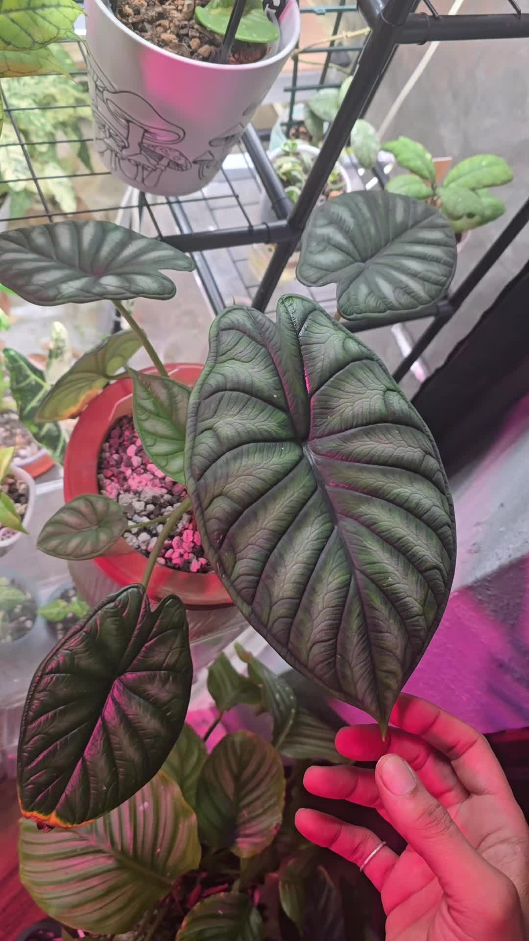 @JT - BigEGOPlants