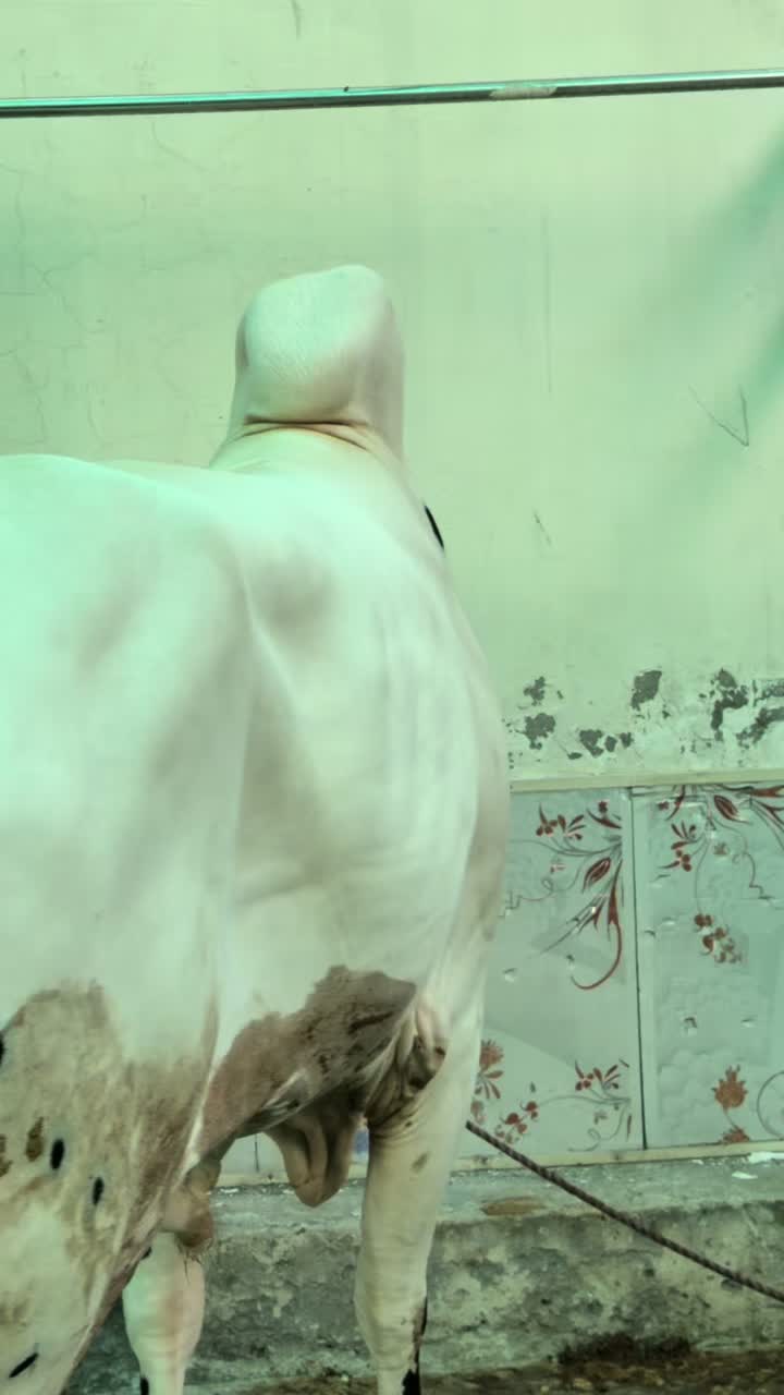 @Malik Ali Gujjar