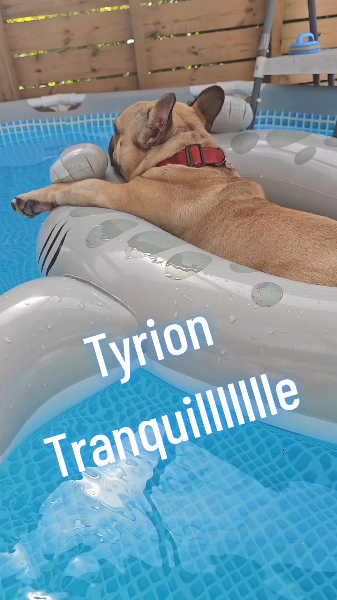 @Tyrion-the-frenchie/Cyrus23