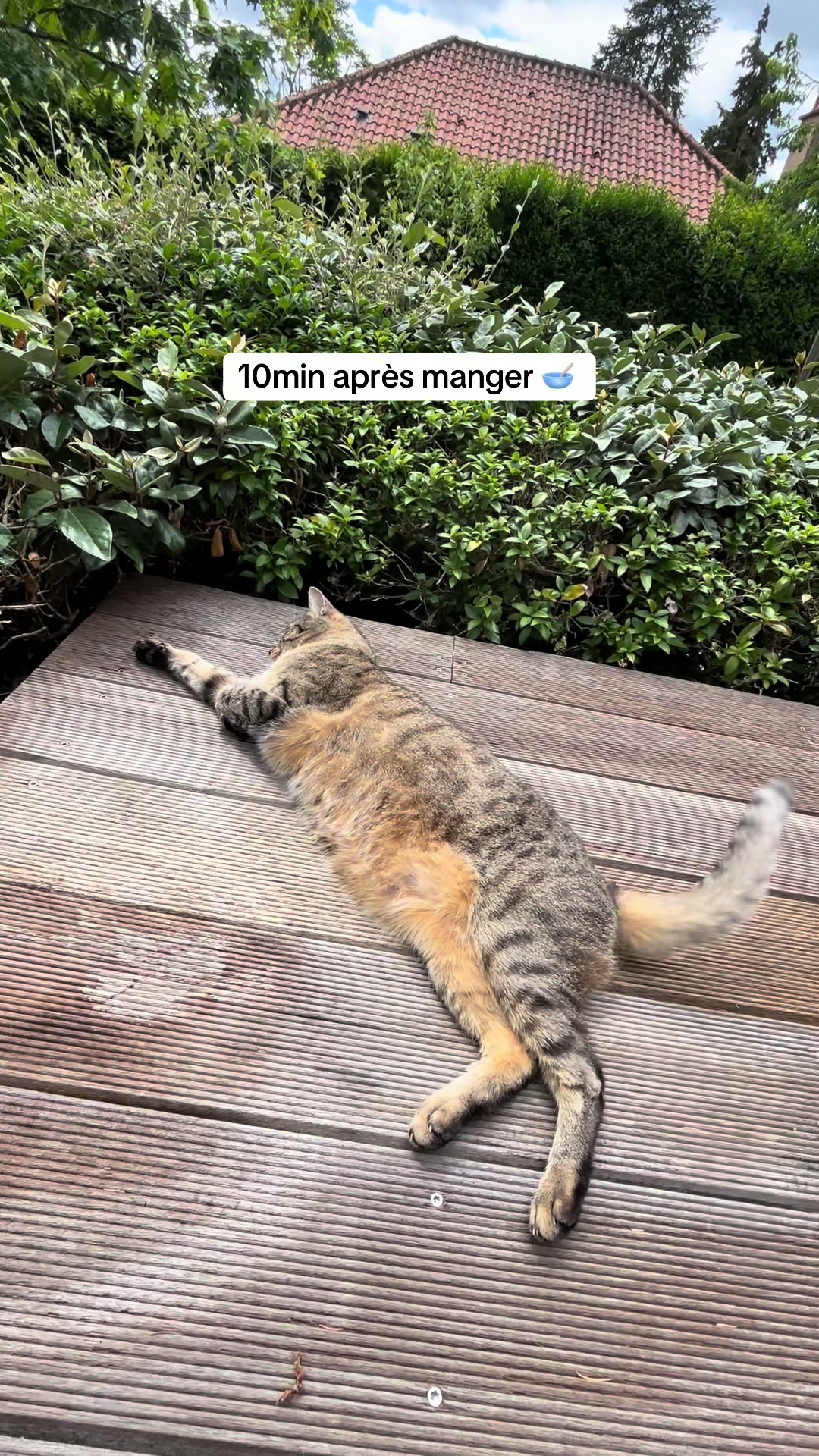 @Bulle la chatte 🐈