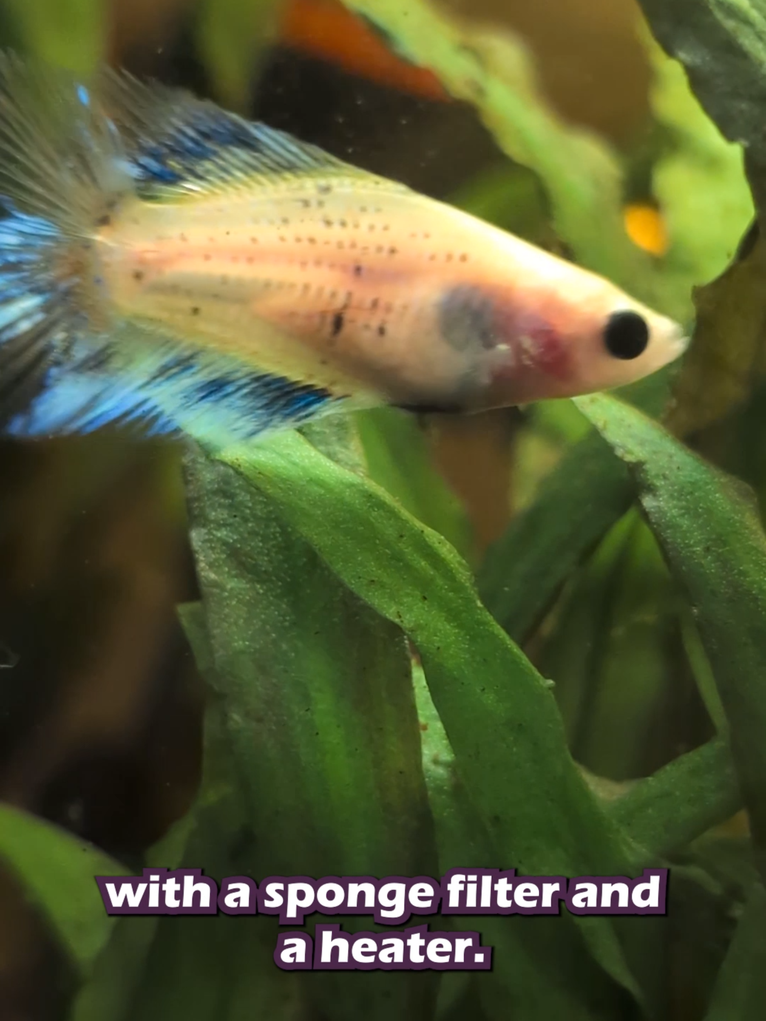 @Wicked Bettas