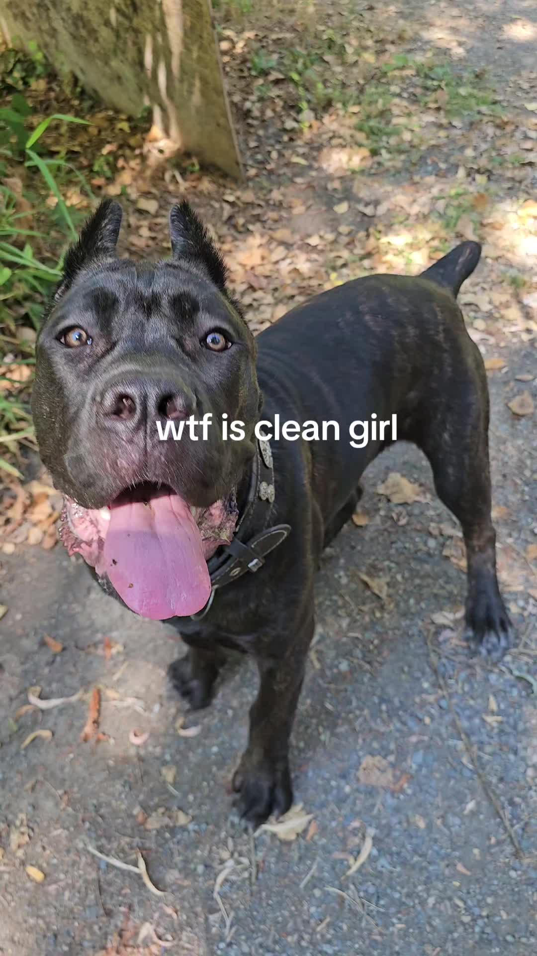 @SalmonCreekCaneCorso