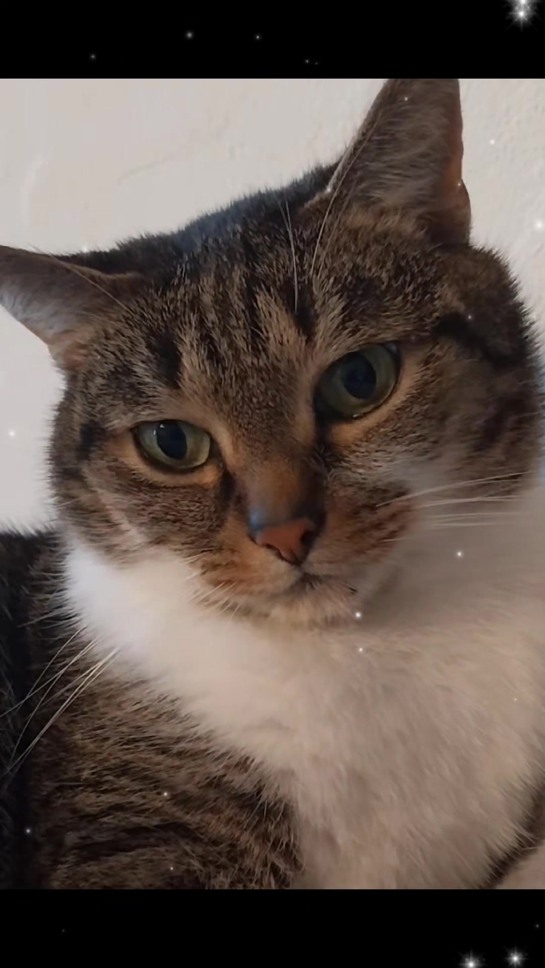 @Scotty🐱🐾🐱🐾 🐱🐾🐱🐾🐱🐾