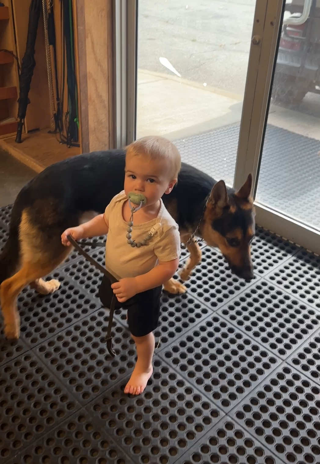 @Protection Dog Sales