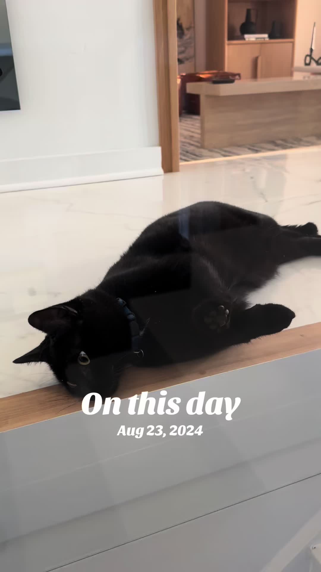 @Oscar Jeremy the cat!