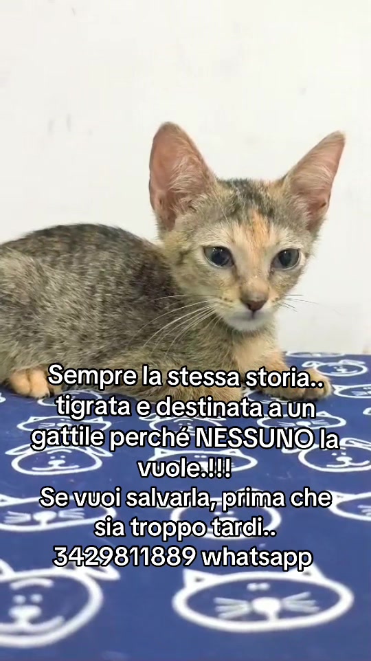 @ZampAmici💚