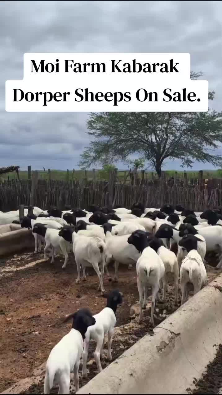 @MOI FARM KABARAK.(sponsered)