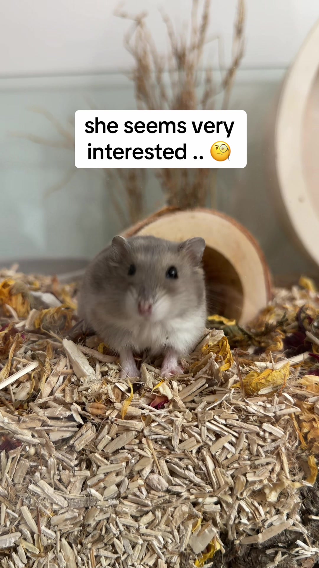 @peanutthehamster1
