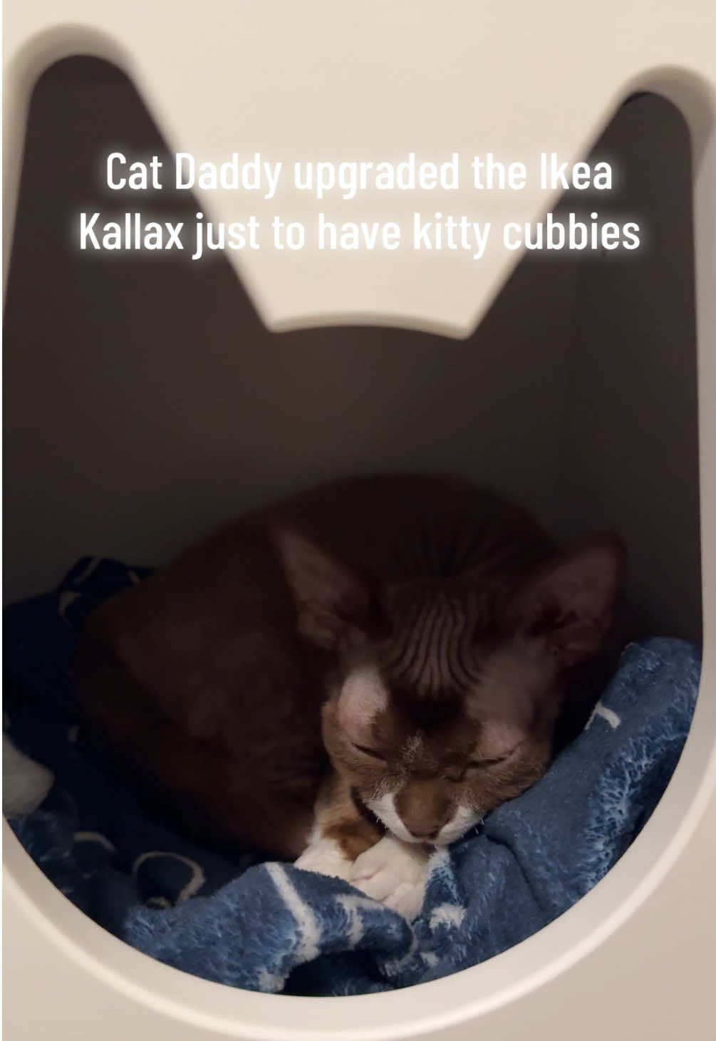 @Boba’s Buds Minskin Cats