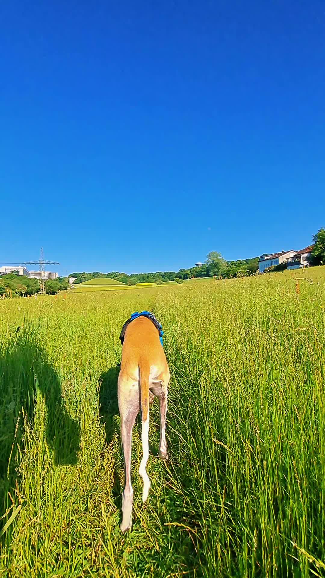 @Dino 🦕 디노 🦖 ディノ