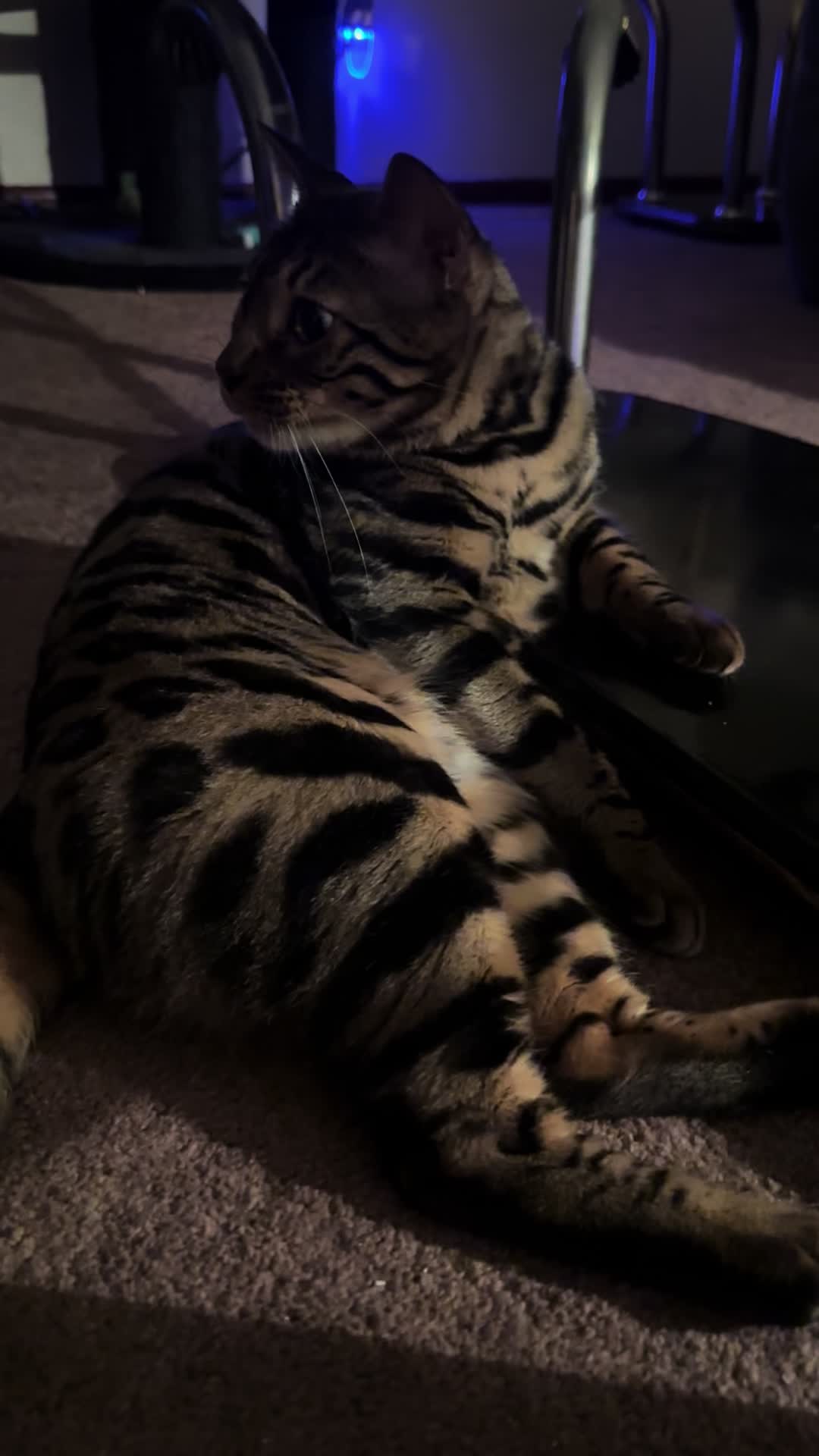 @Tiny Leopard Cats