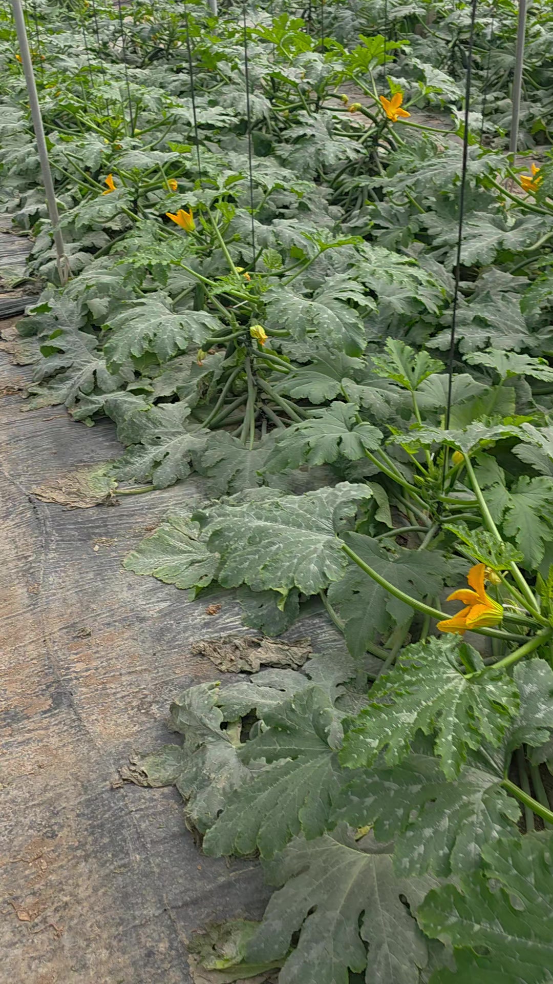 @El Extensionista del Agro
