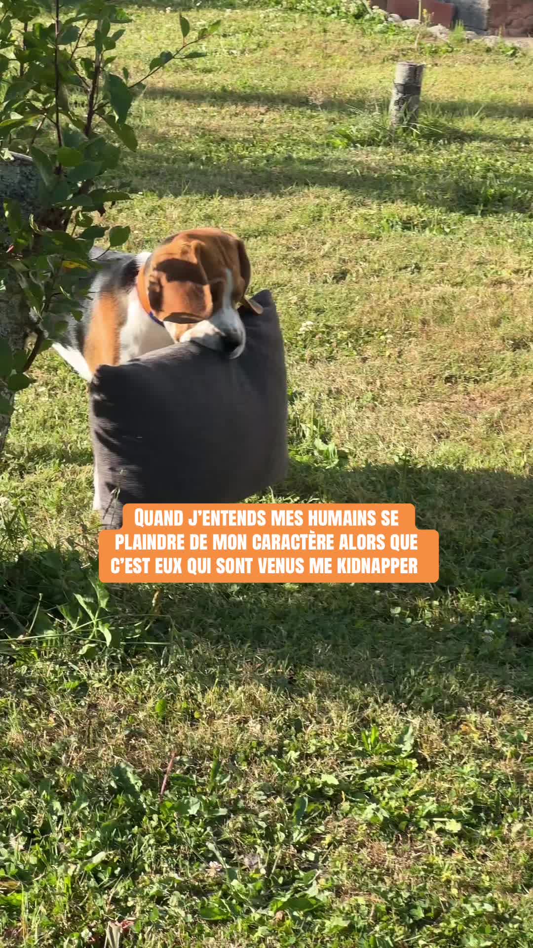 @Asko le Beagle💙