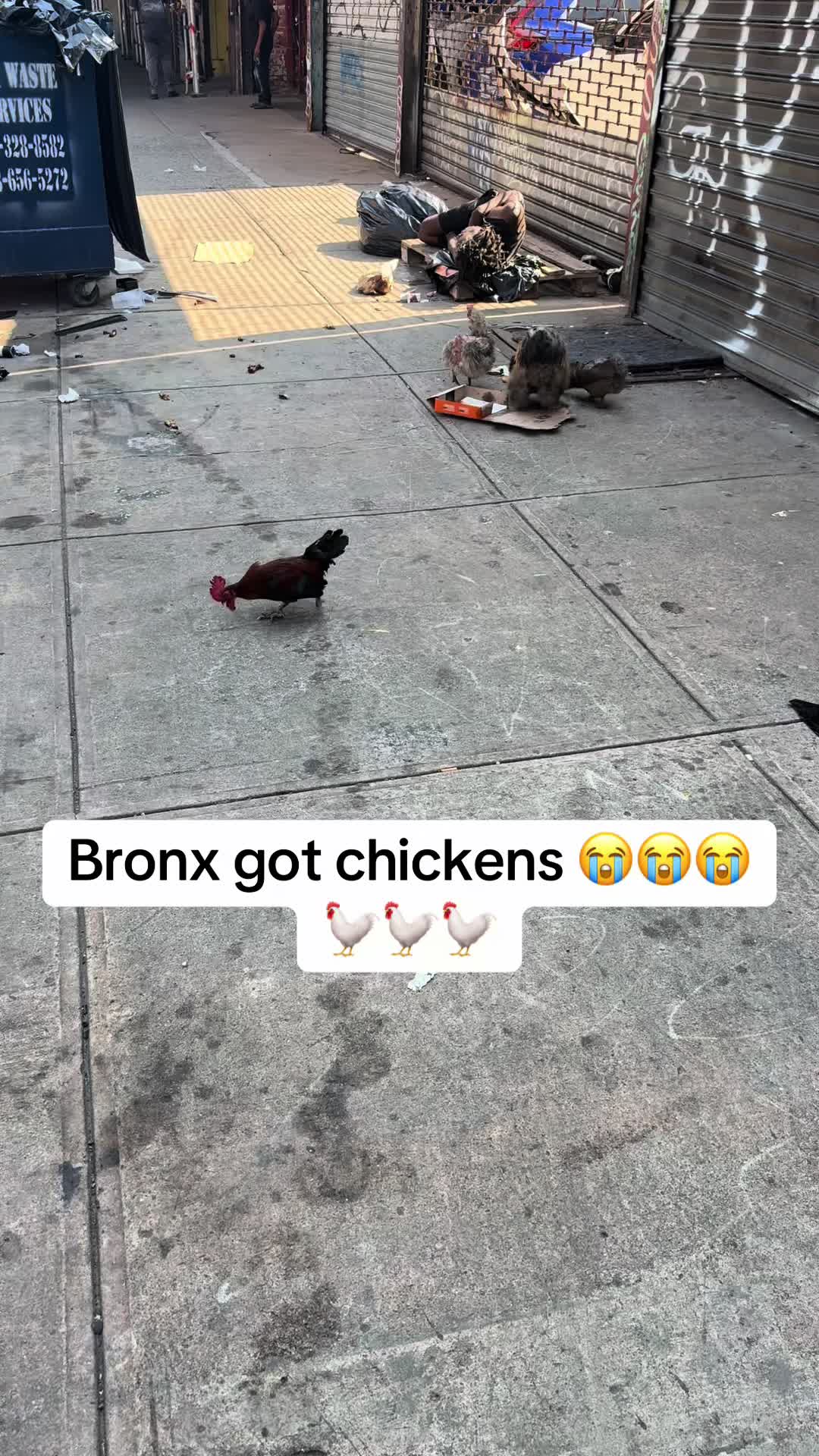 @LJH_NYC