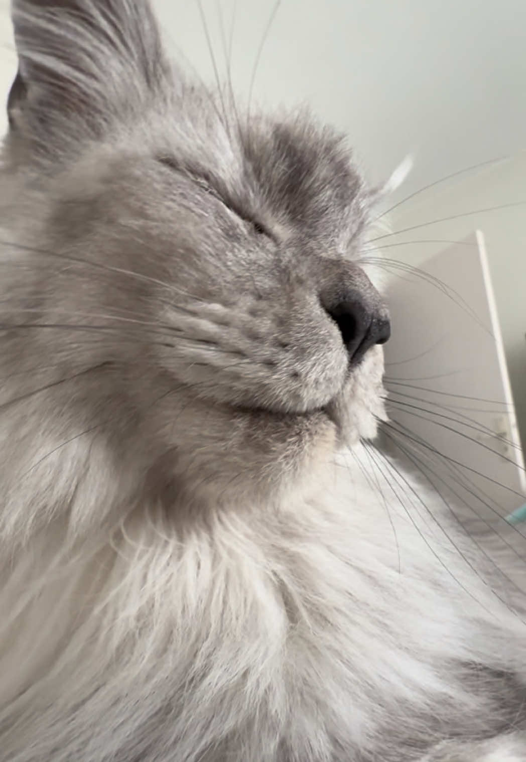 @Maine Coons | Ted & Kissa