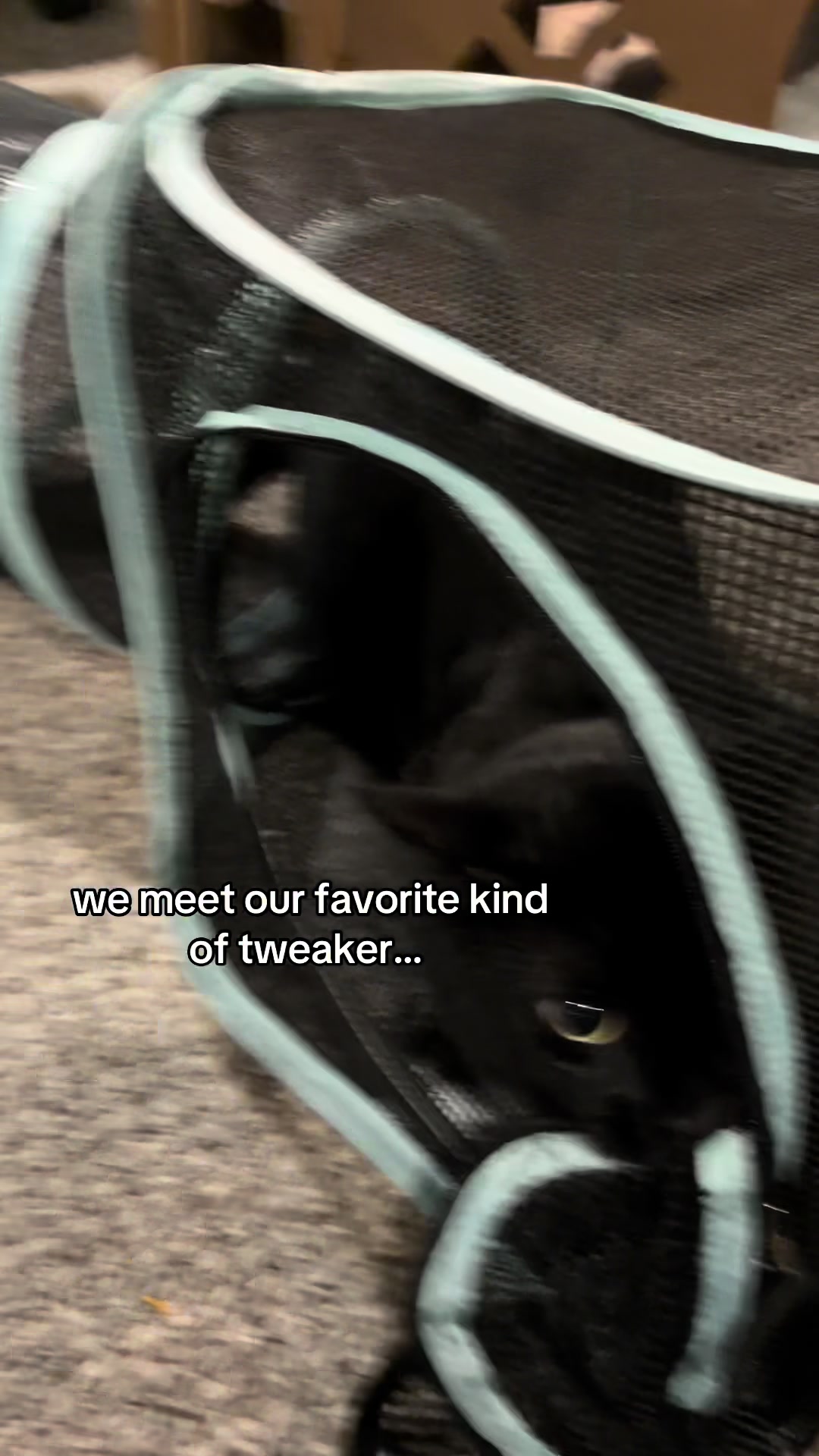 @Pickle 🐈⬛ & Izzy 🐅