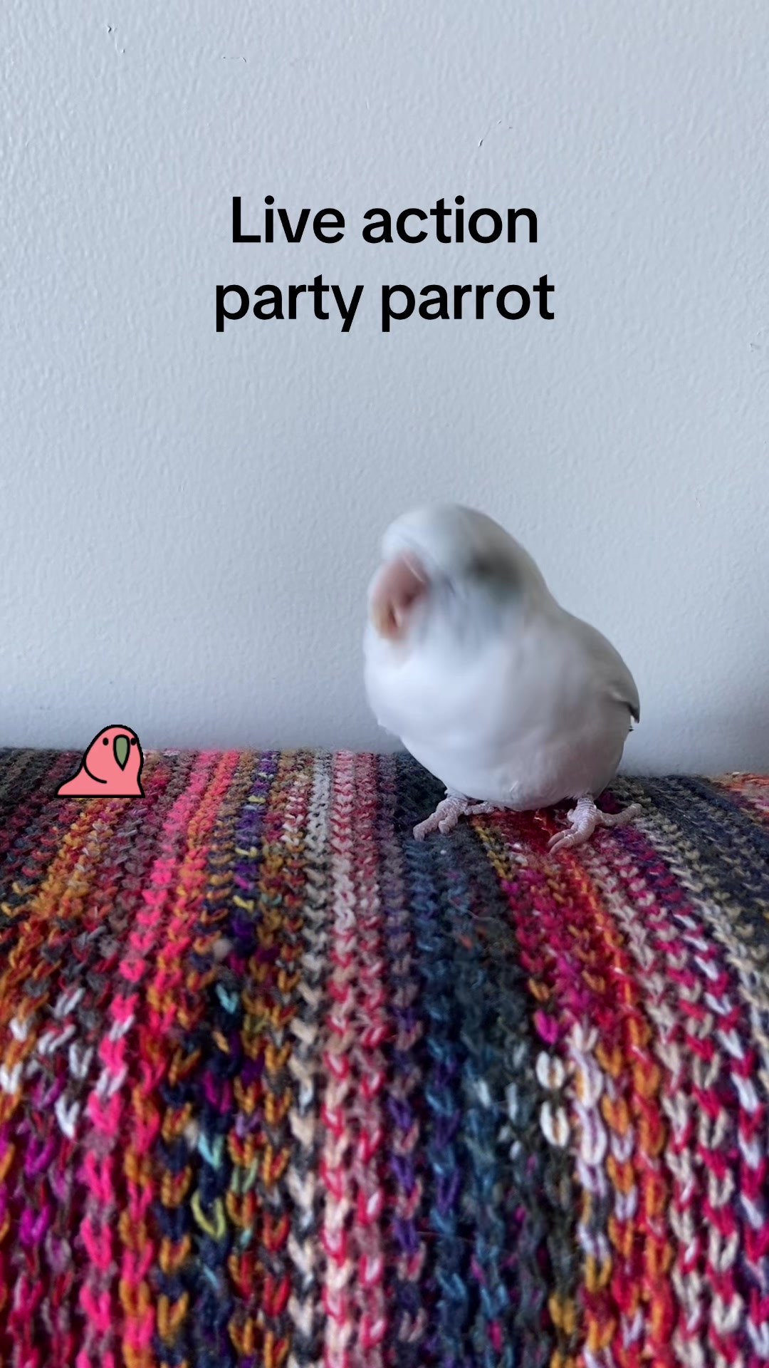 @arlobird