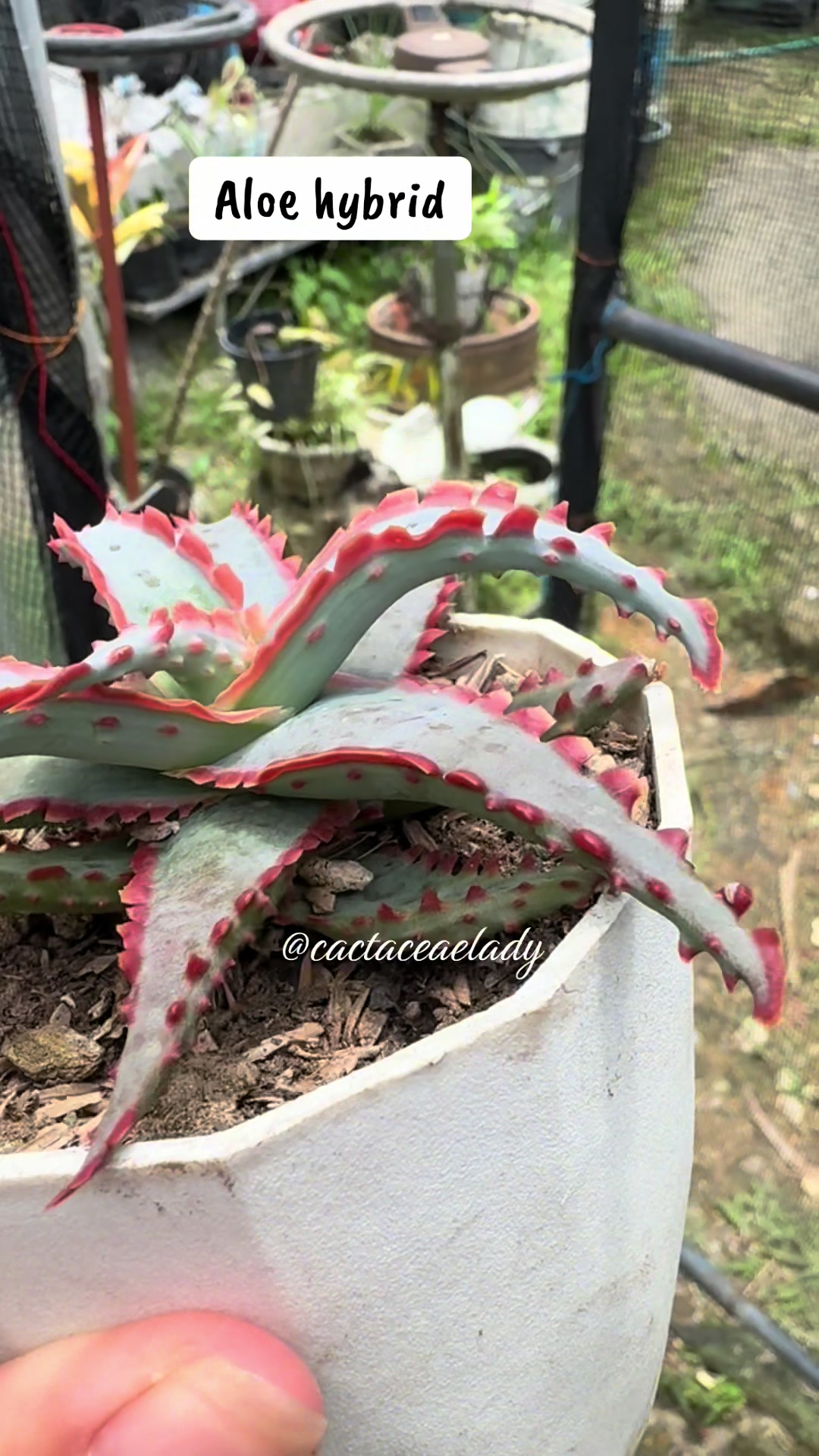 @CactaceaeLady