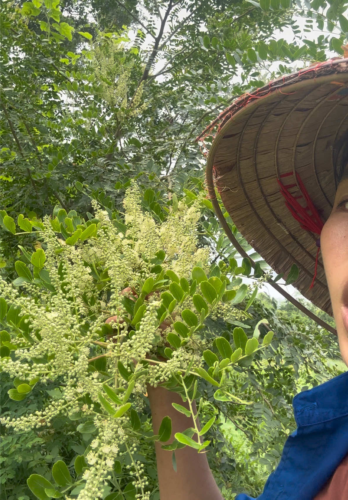 @Nh&agrave; Vườn Vũ Mai