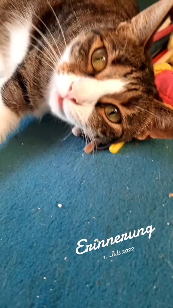 @😸 Alex 😸