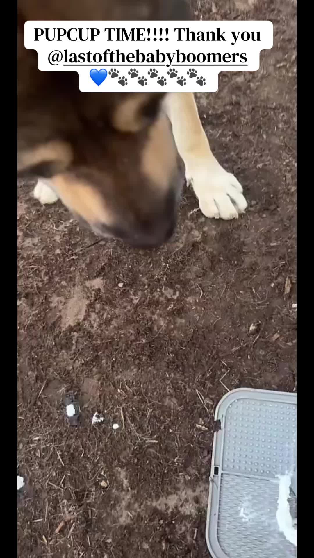 @miloodieclarkandbluespak