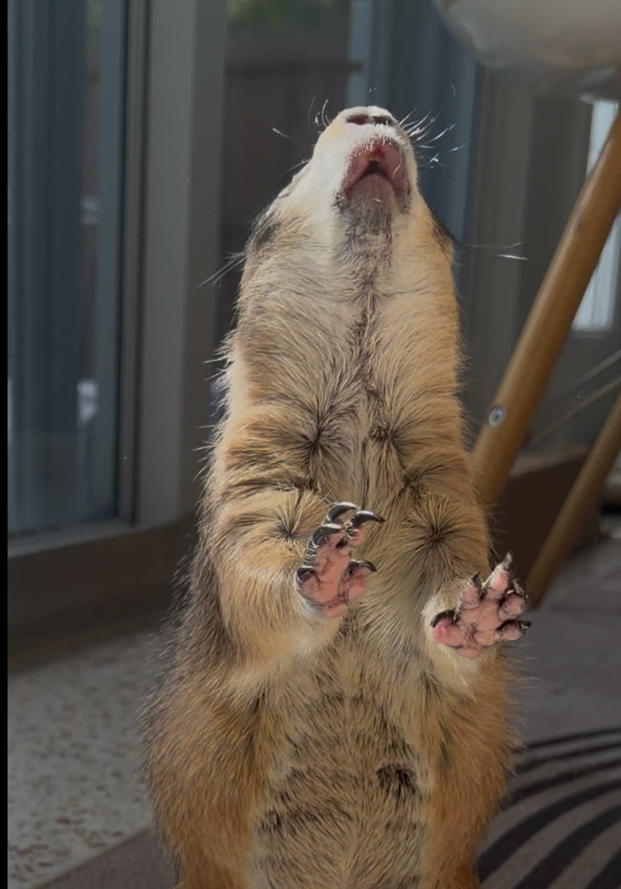 @Poppy the Prairie Dog