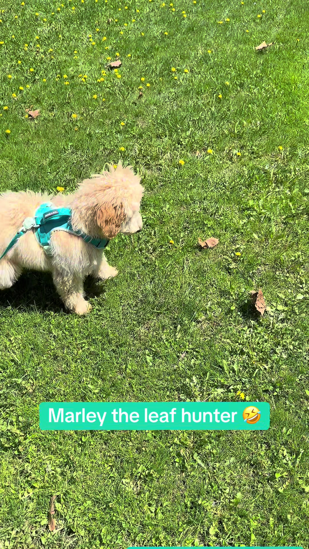 @marleymarshmallow