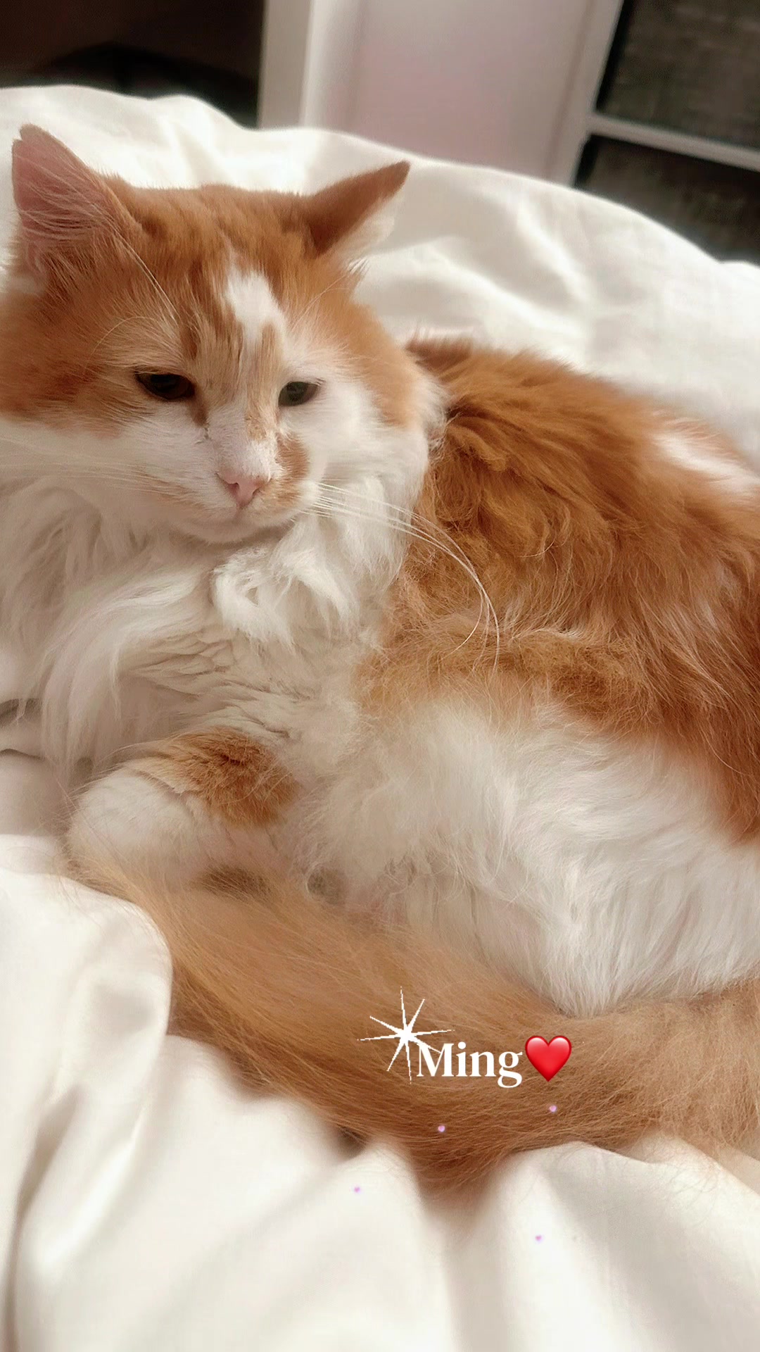 @Ming 🐈