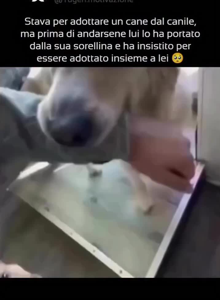 @luca amb
