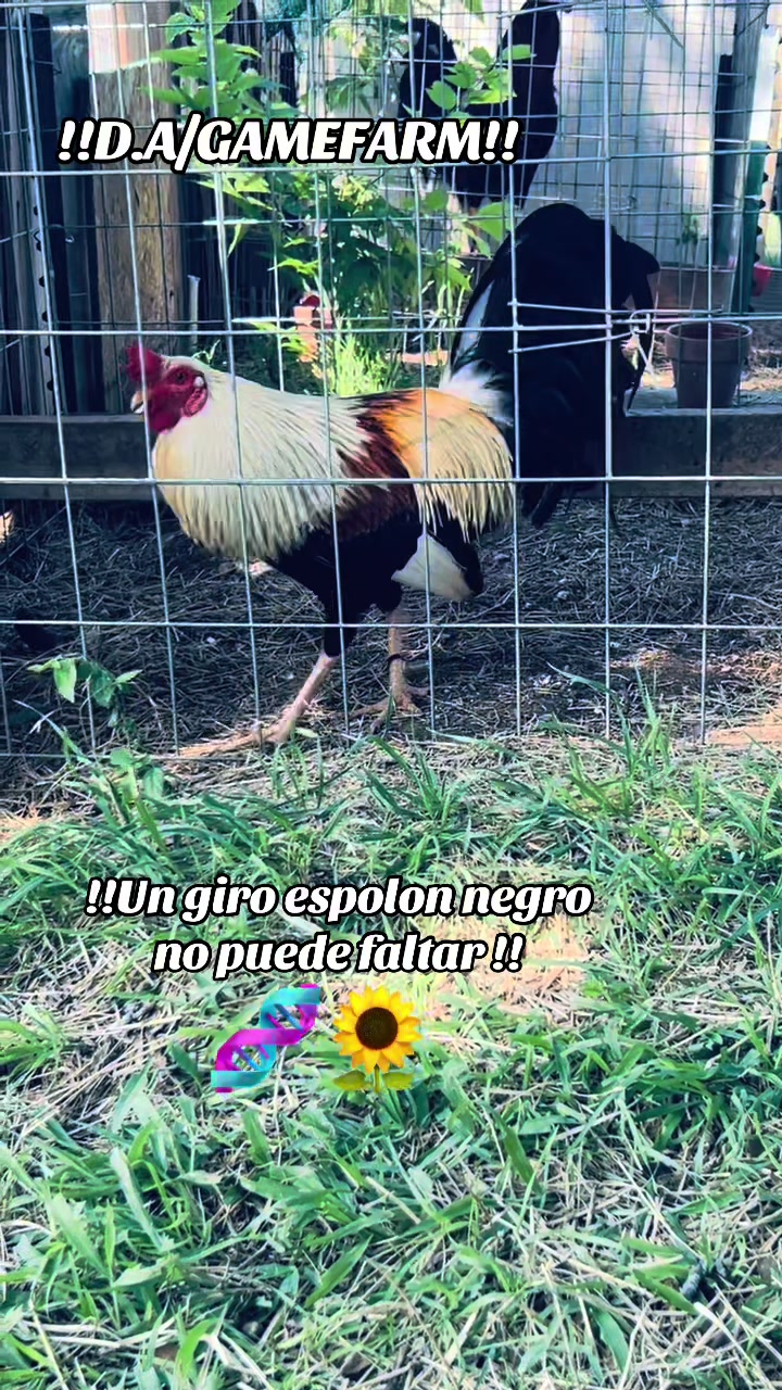 @DAgamefarm