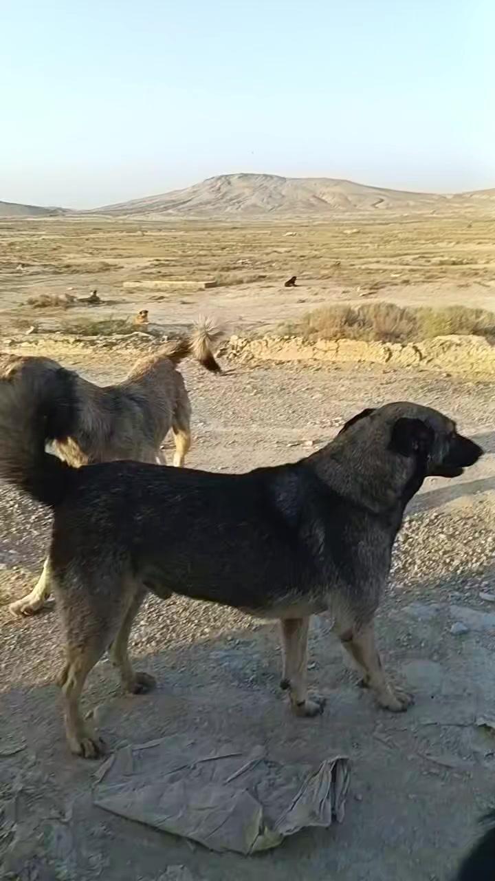 @Sahibsiz heyvanlara dəstək