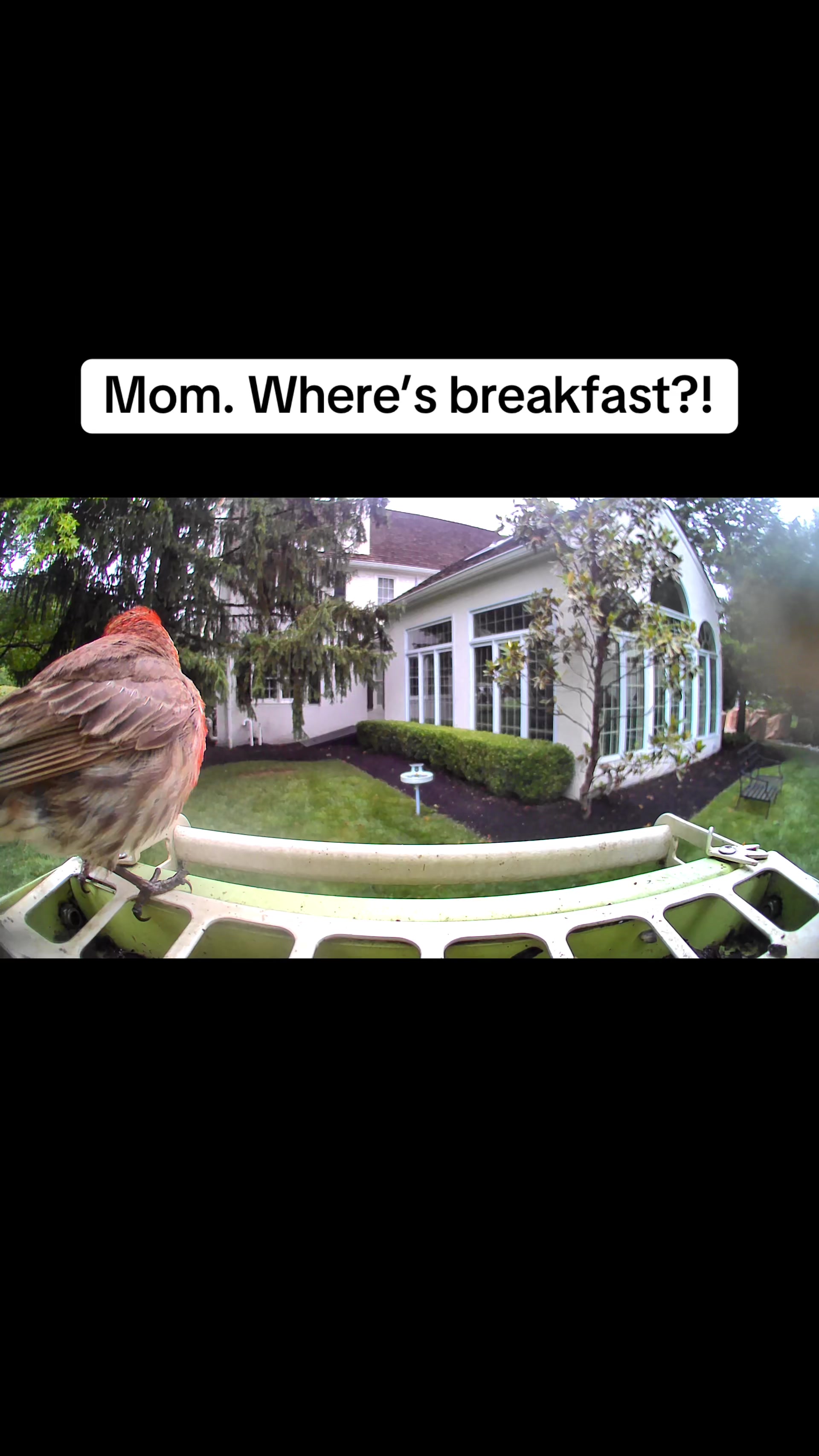 @geniebear&rsquo;s backyard birds