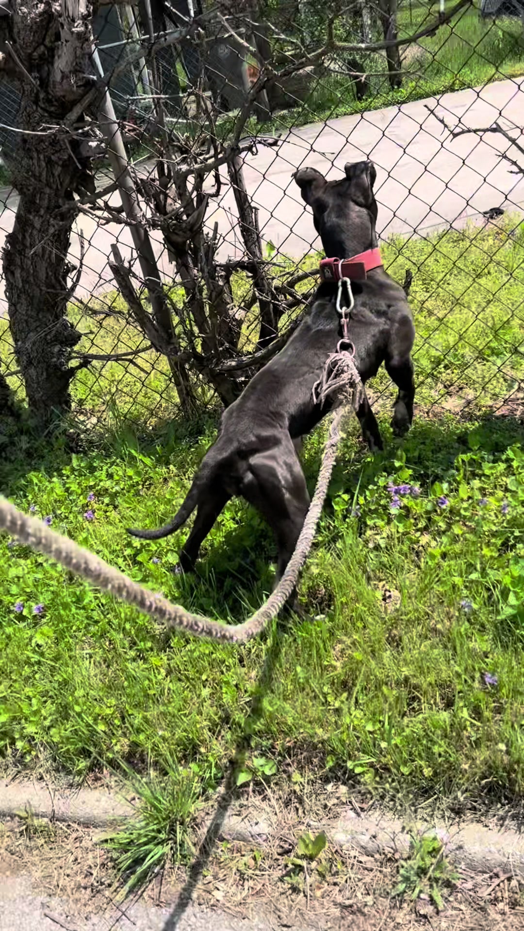 @themreal_hounds