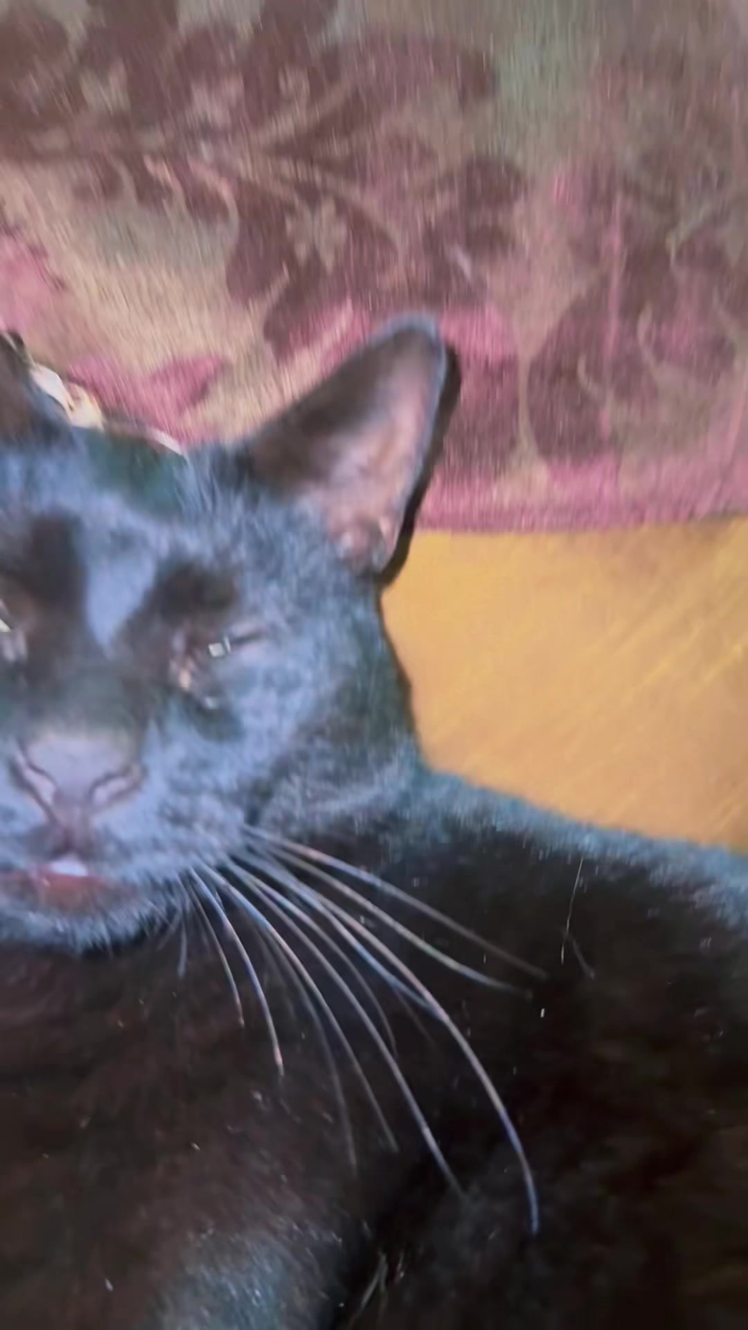 @pantherthecat_28
