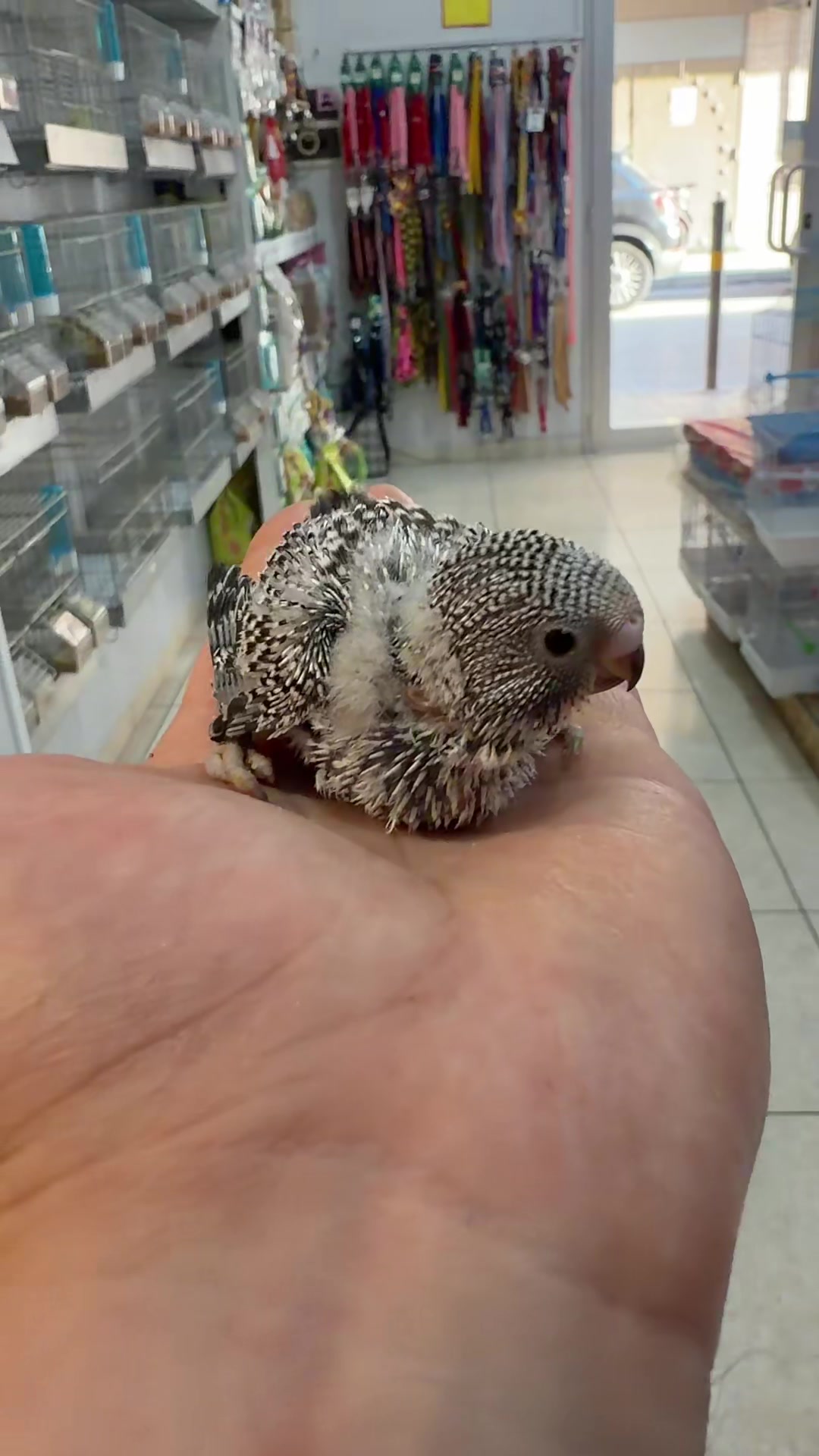 @Baby’s Bird