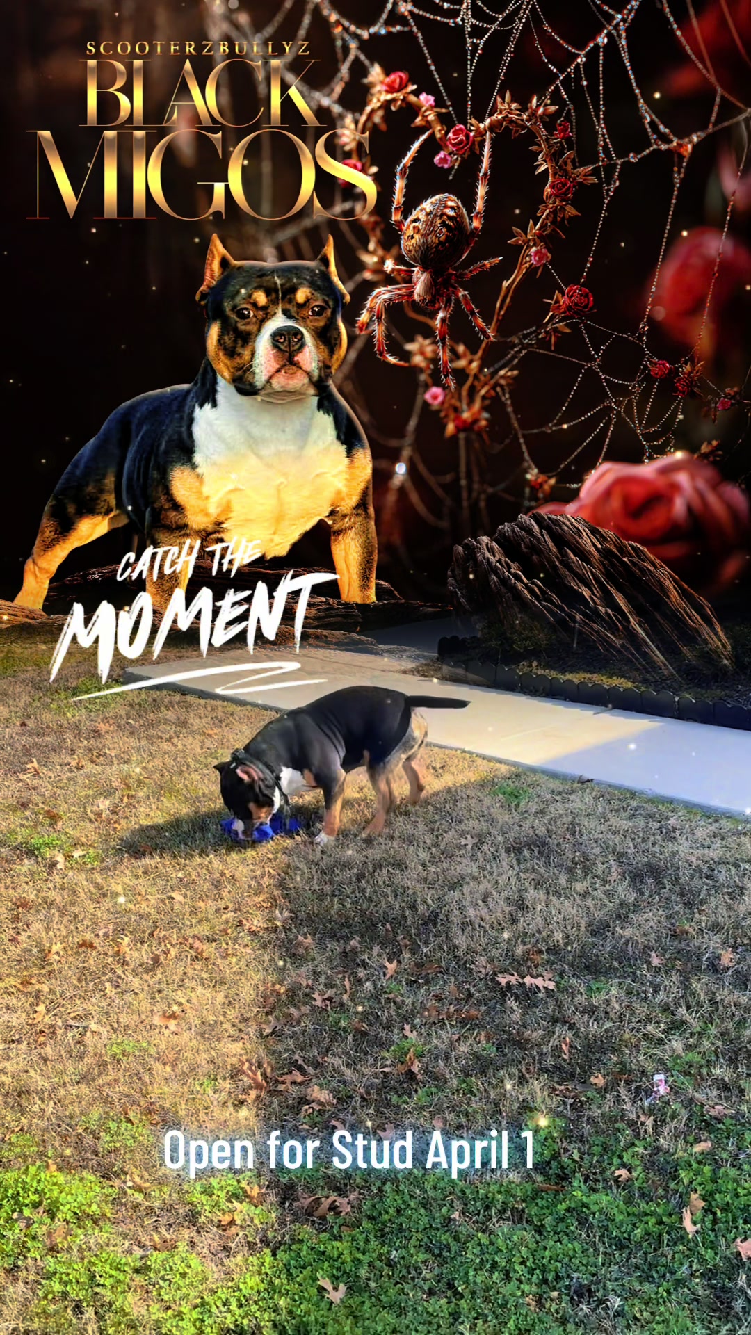 @Scooterzbullyz LLC