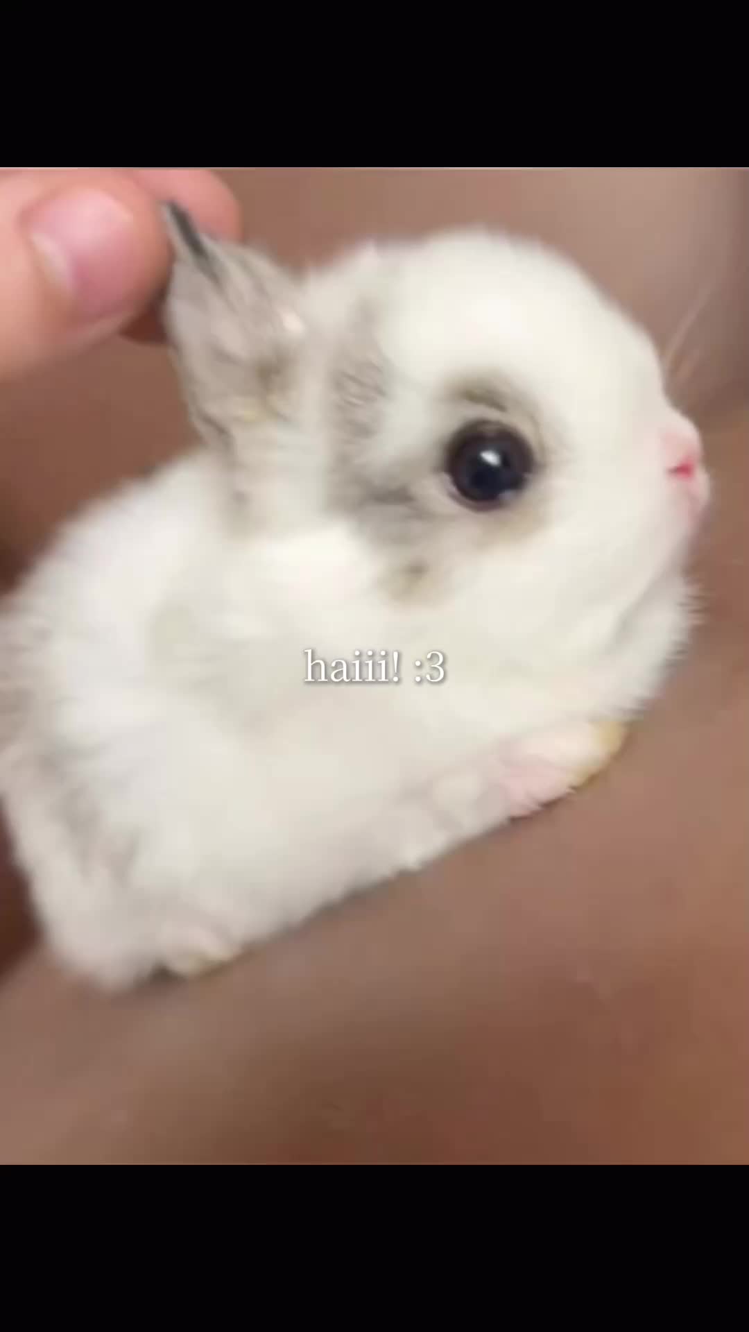 @⋆。˚꒰ঌ YourLocalShelly ໒꒱˚。⋆