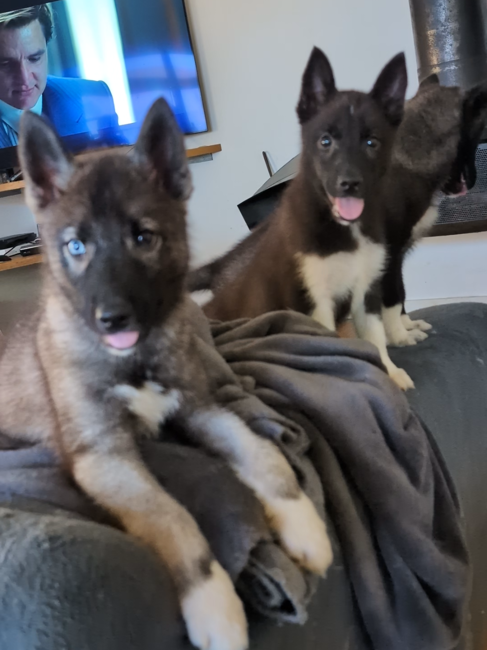 @🐺 𝕱𝖊𝖓𝖗𝖎𝖗 2𝖇 🐺