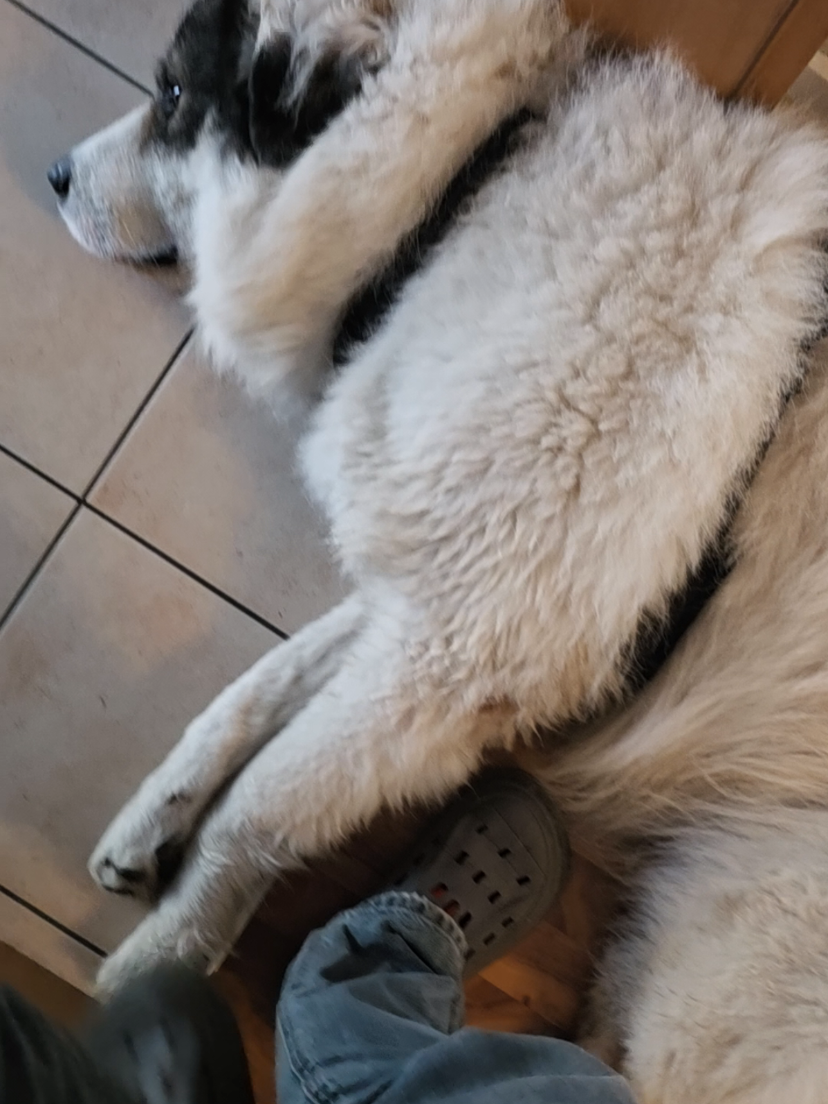@Cooper😍and😍 I 🐕🏃♂️🫶🏻