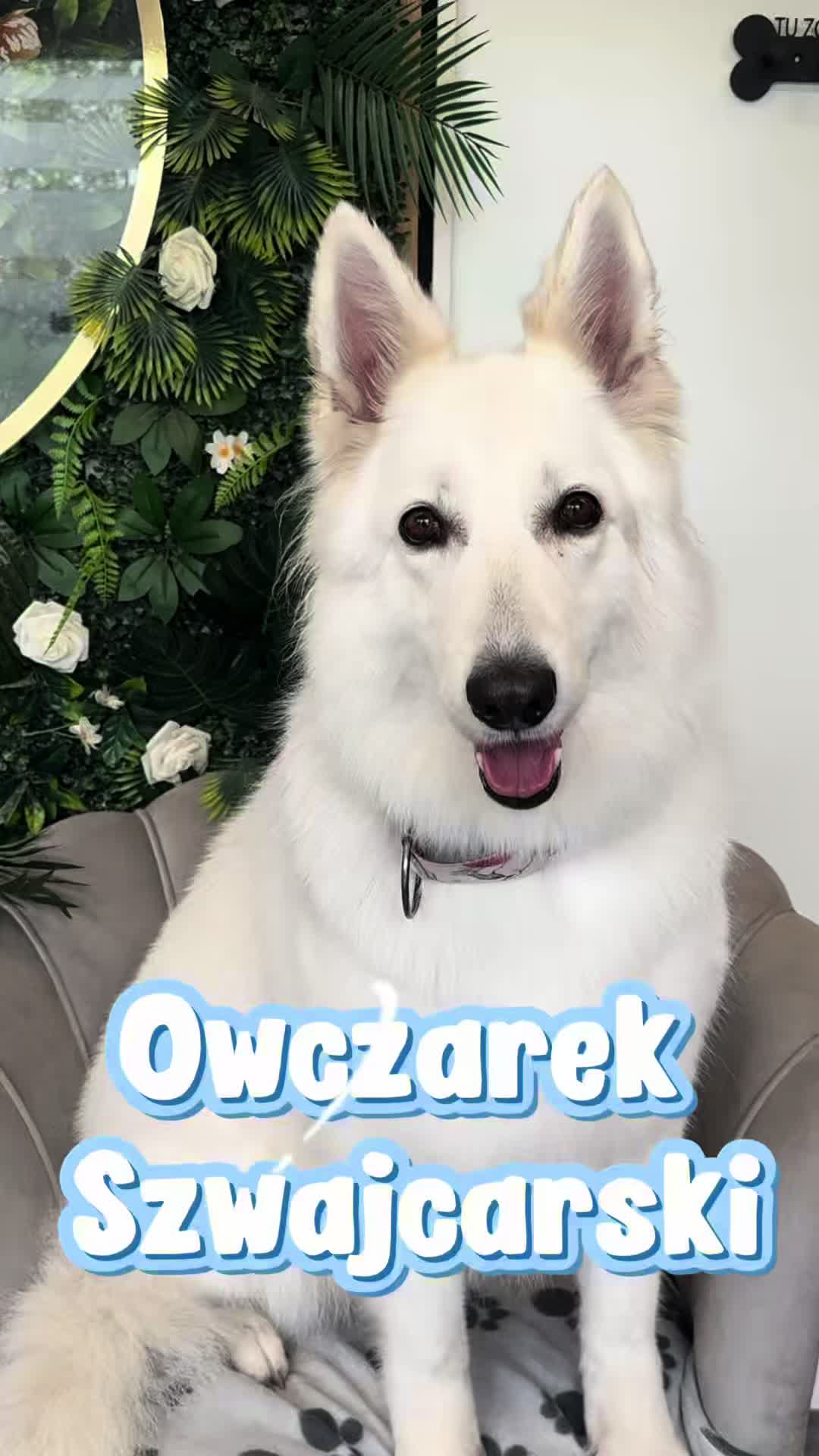 @iwanxoczko