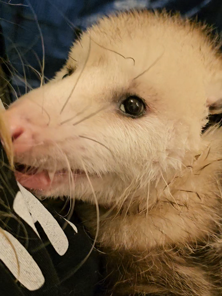 @OPOSSUM/DOG MOMMA Dea