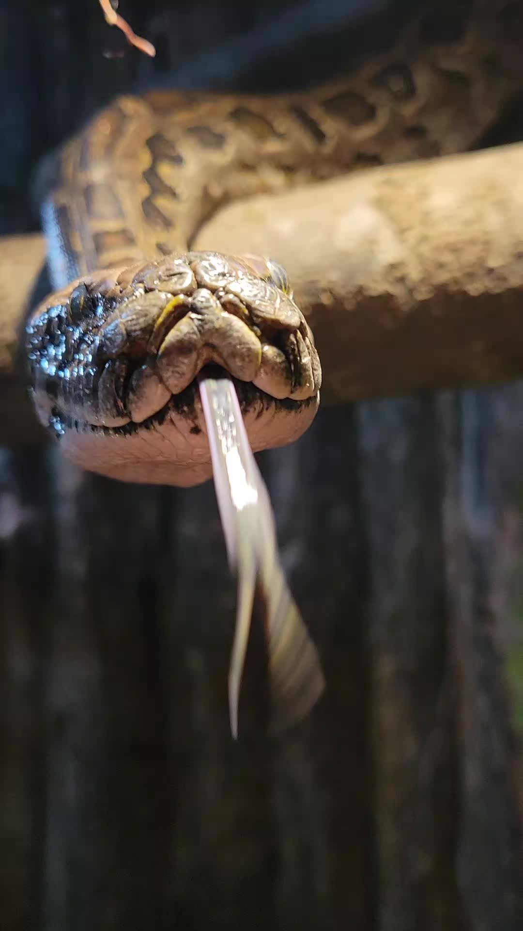 @Rockin' Reptiles Bristol