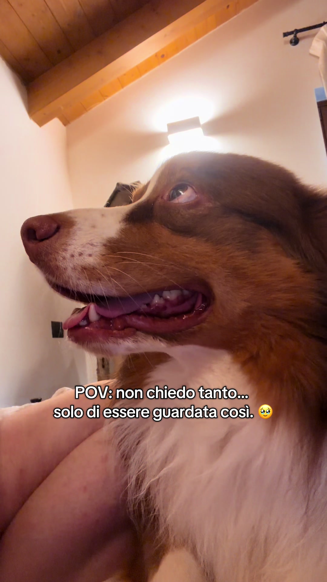 @Noeandfur 🐶🐾