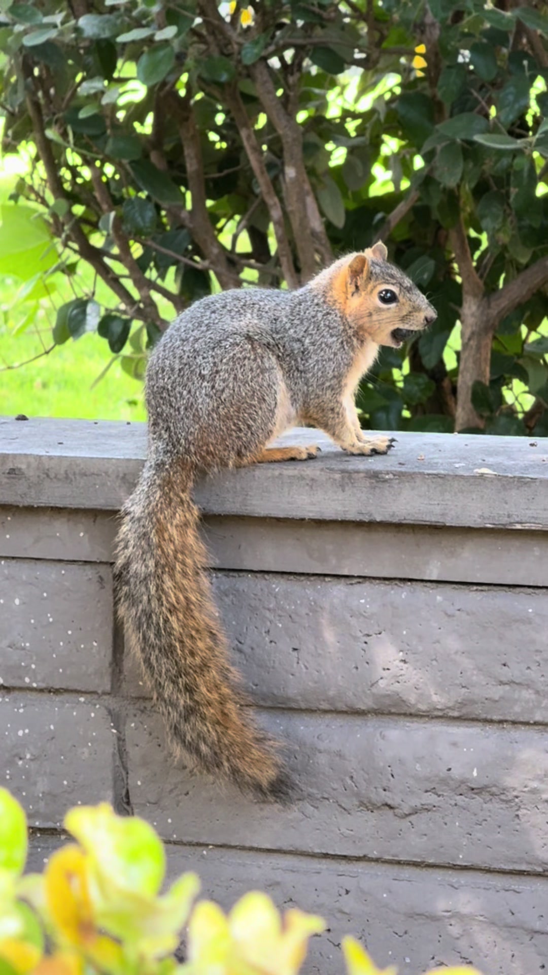 @DailyDoseOfSquirrels