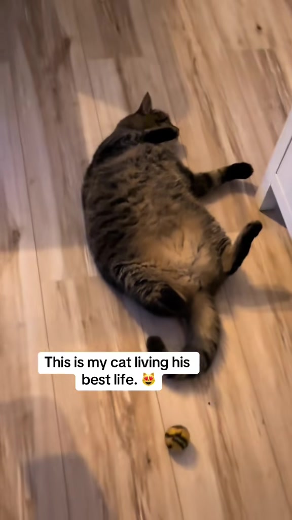 @Joep_the_ rescuecat