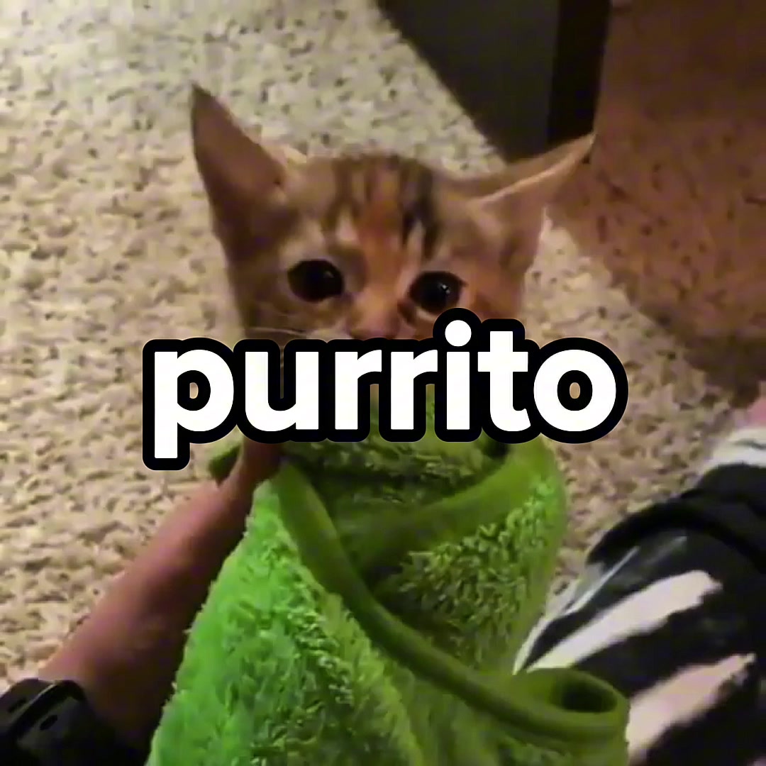 @Cat Memes